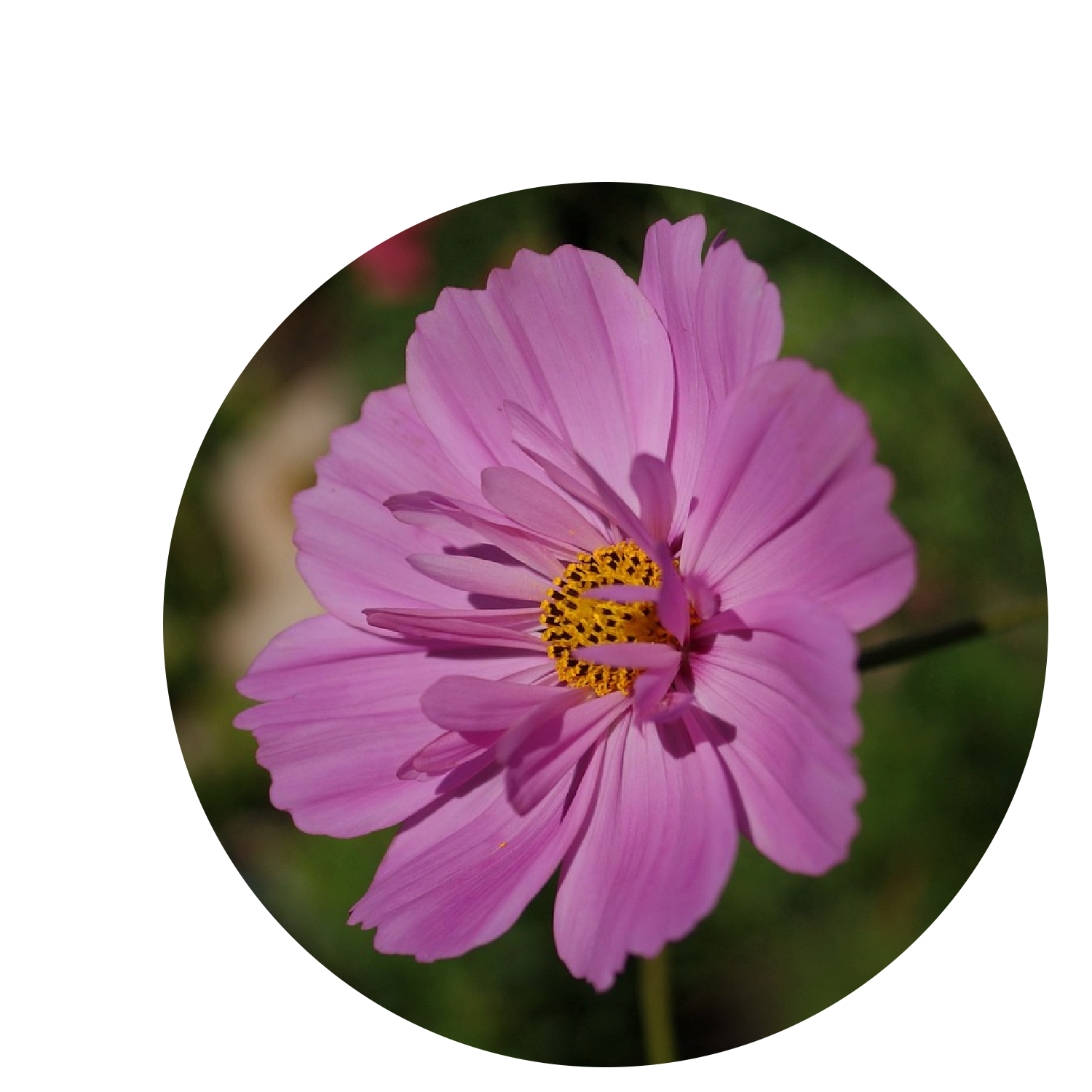 Floral